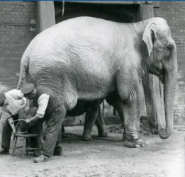 Erwachsene weibliche Indische Elefantin Assam Lukhi, die mit dem Wärter Charles Eyles ihre Füße im London Zoo, September 1923, getrimmt bekommt